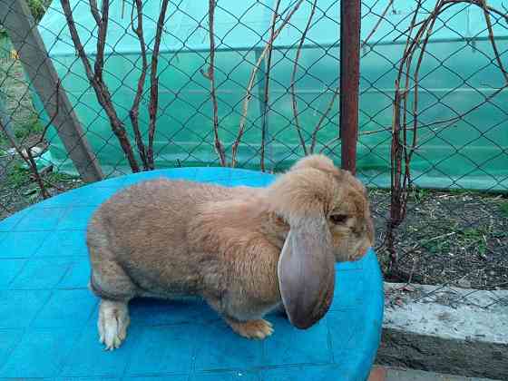 Продам кроликов породы французкий баран Taldykorgan