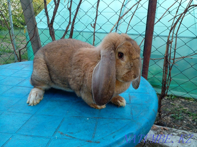 Продам кроликов породы французкий баран Талдыкорган - изображение 1