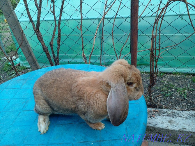 Продам кроликов породы французкий баран Талдыкорган - изображение 3