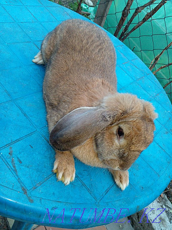 Продам кроликов породы французкий баран Талдыкорган - изображение 2