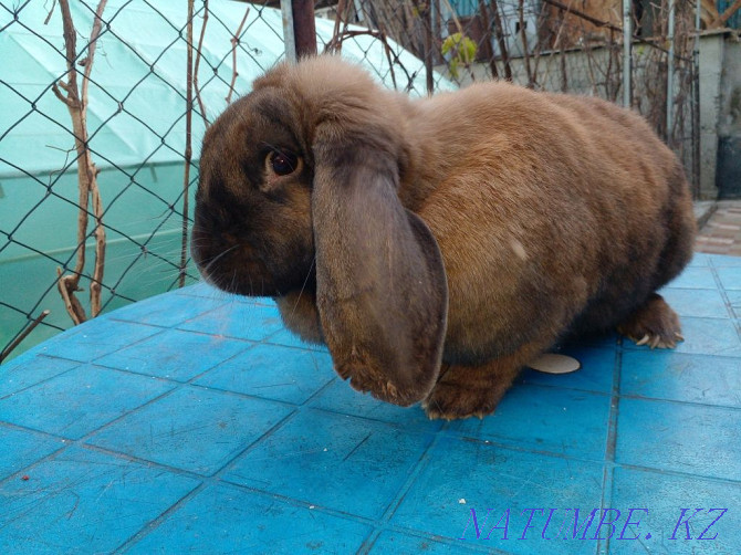 Продам кроликов породы французкий баран Талдыкорган - изображение 4