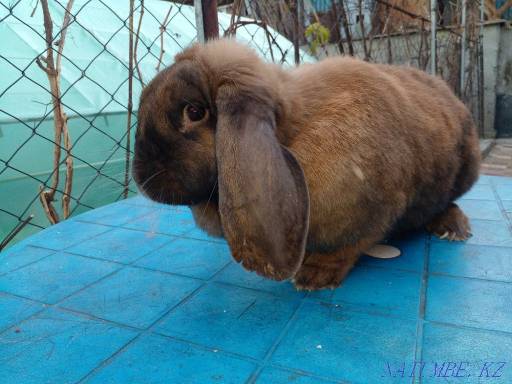 Француз қошқар қояндары сатылады  Талдықорған - изображение 4