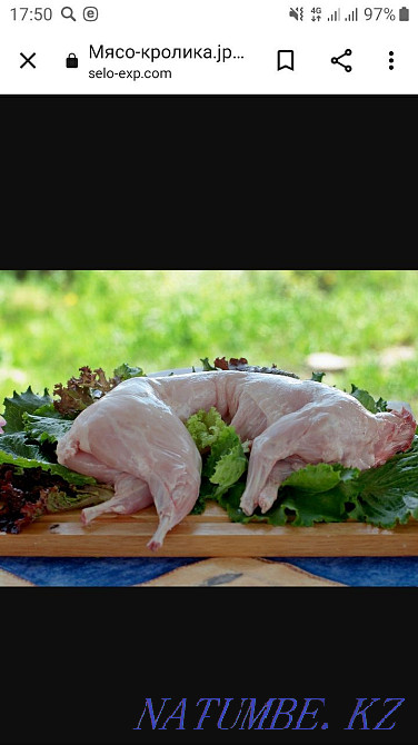 Rabbit meat... Karagandy - photo 1