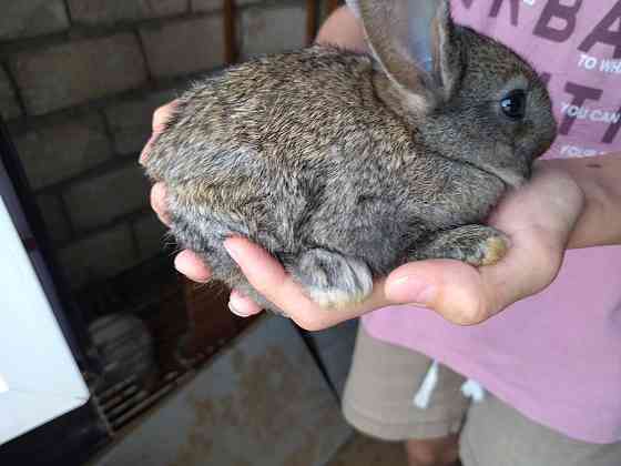 Продам домашних кроликов Атырау