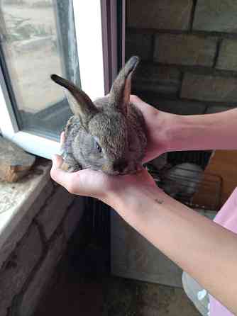 Продам домашних кроликов  Атырау