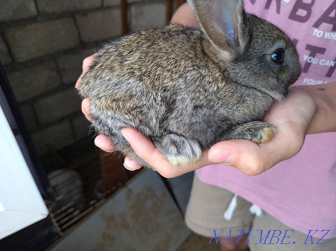 Sell domestic rabbits Atyrau - photo 2