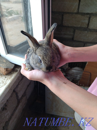 Sell domestic rabbits Atyrau - photo 3