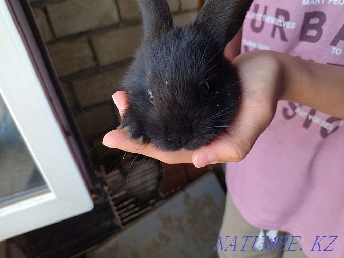 Sell domestic rabbits Atyrau - photo 4