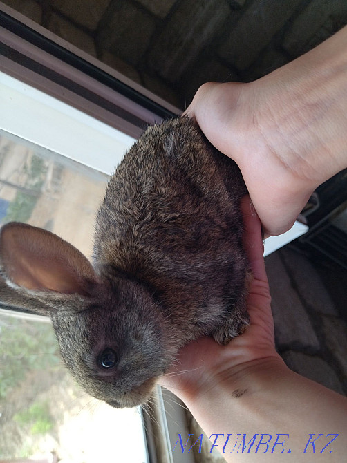 Sell domestic rabbits Atyrau - photo 1
