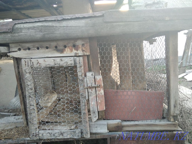 I will sell cages for rabbits it is possible to keep chickens Ush-Tyube - photo 4