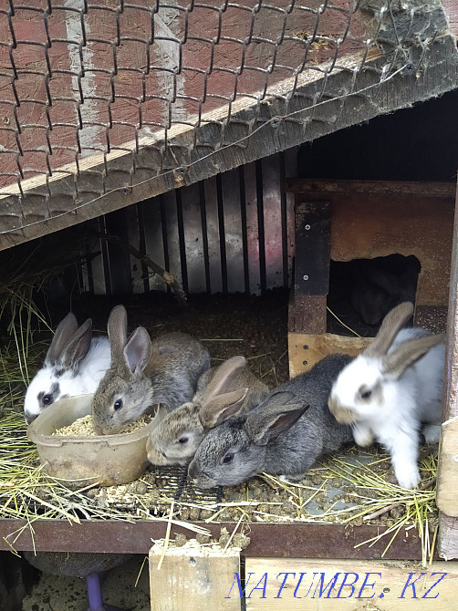 Selling rabbits. Urochishche Talgarbaytuma - photo 1