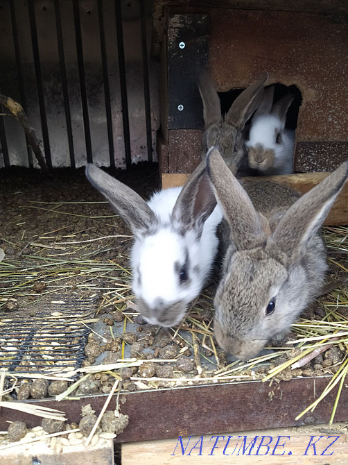 Selling rabbits. Urochishche Talgarbaytuma - photo 4