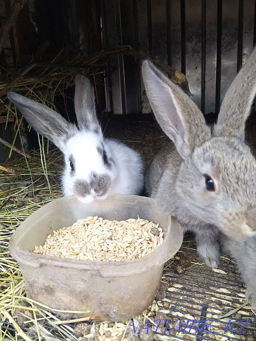 Selling rabbits. Urochishche Talgarbaytuma - photo 3