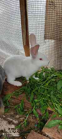 Кролики Фландер белый и серый 