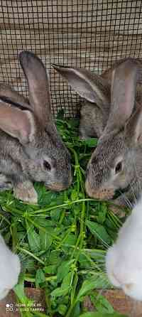 Кролики Фландер белый и серый 
