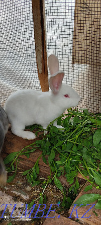 Rabbits Flander white and gray  - photo 4