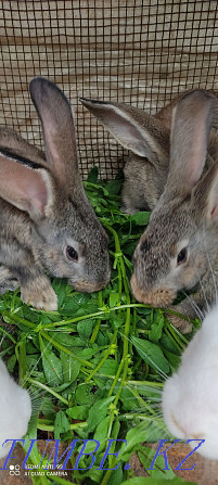 Rabbits Flander white and gray  - photo 1