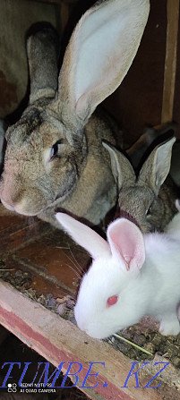 Rabbits Flander white and gray  - photo 3