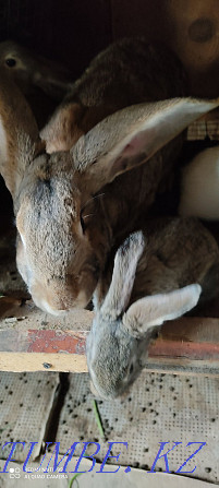 Rabbits Flander white and gray  - photo 2