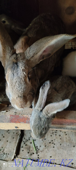 Кролики Фландер белый и серый  - изображение 2
