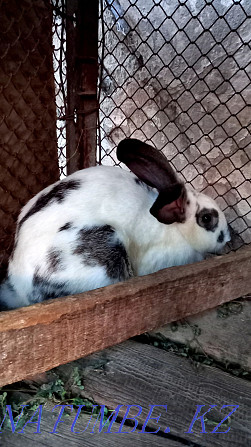 I sell rabbits  - photo 1