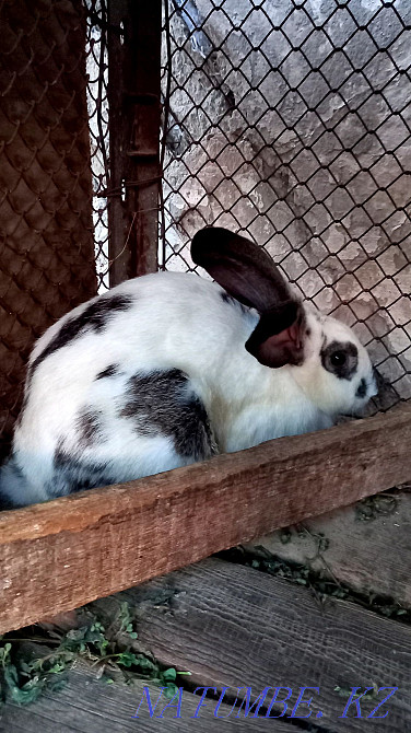 I sell rabbits  - photo 1