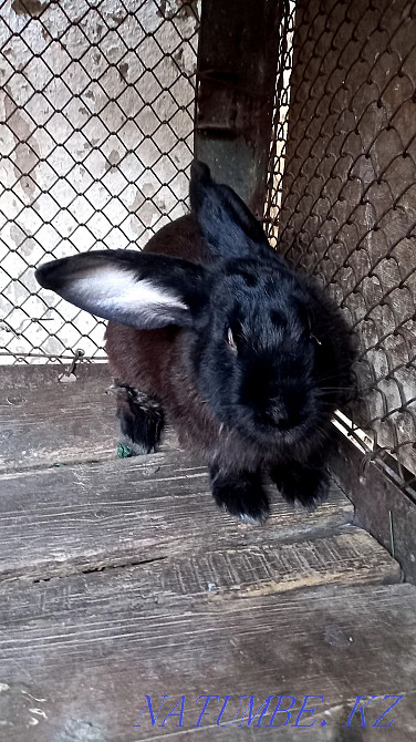 I sell rabbits  - photo 2