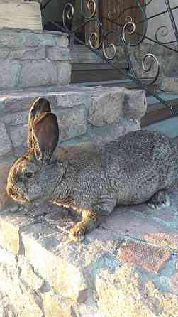 Продам кроликов Серый великан Shchuchinsk