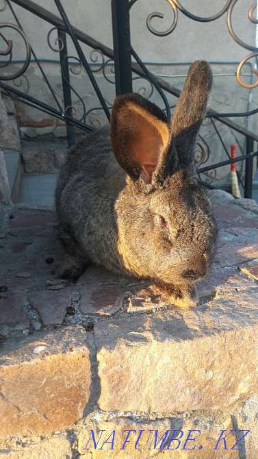 I will sell rabbits the Gray giant Shchuchinsk - photo 2