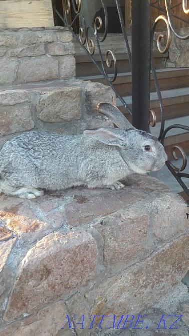 I will sell rabbits the Gray giant Shchuchinsk - photo 4