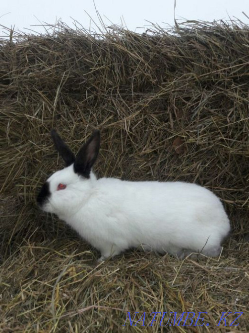 Кролики Калифорнийцы Щучинск - изображение 1