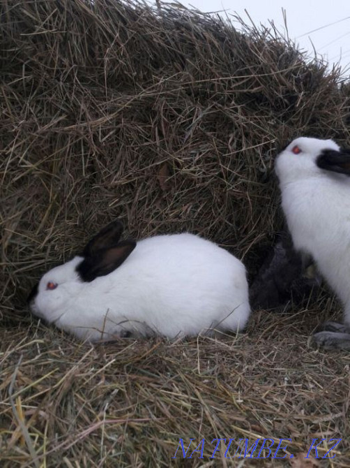 Кролики Калифорнийцы Щучинск - изображение 4