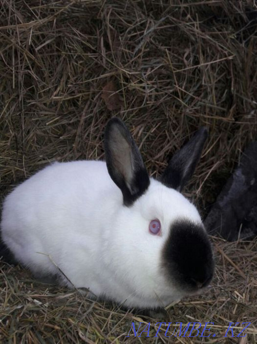 Кролики Калифорнийцы Щучинск - изображение 3