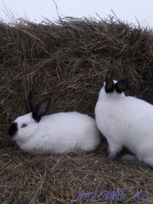 Кролики Калифорнийцы Щучинск - изображение 2