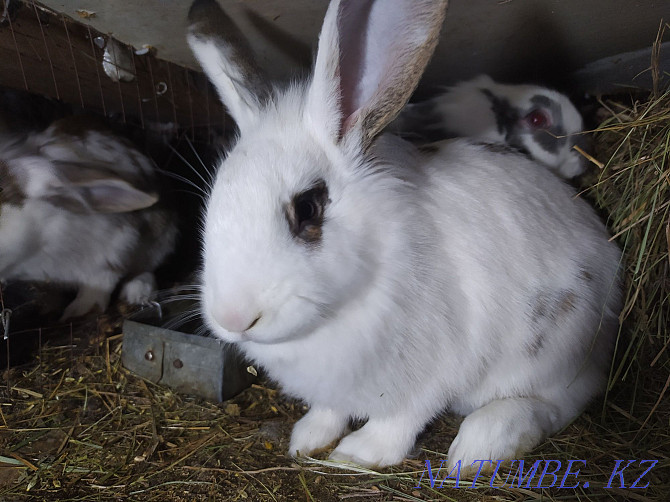 rabbits  - photo 1