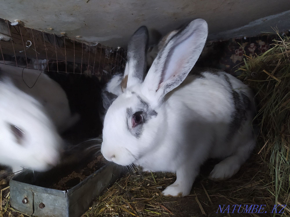 rabbits  - photo 3