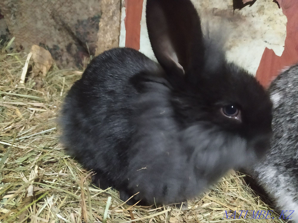 rabbits  - photo 4