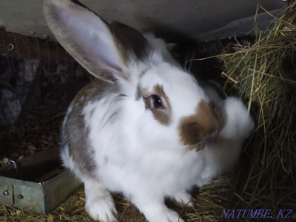 rabbits  - photo 2