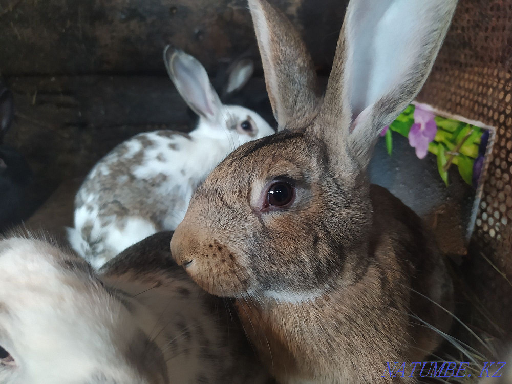 Rabbits, rabbits...  - photo 1