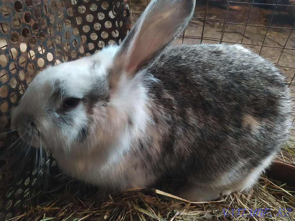 Rabbits, rabbits...  - photo 4