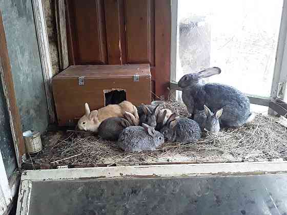 Продам кроликов на разведение  Орал