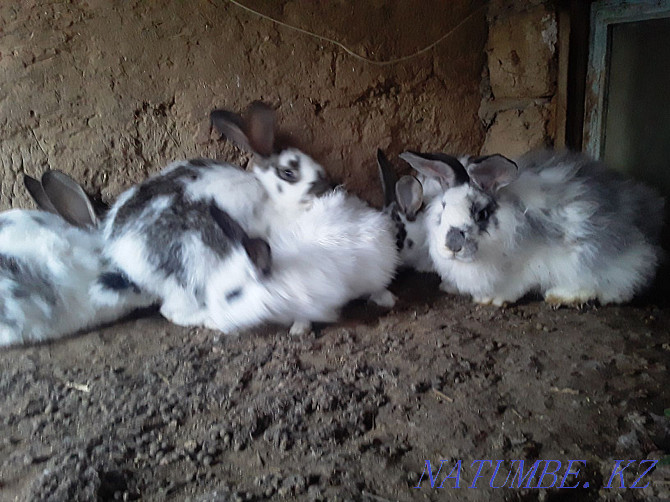 Продам кроликов на разведение Уральск - изображение 1