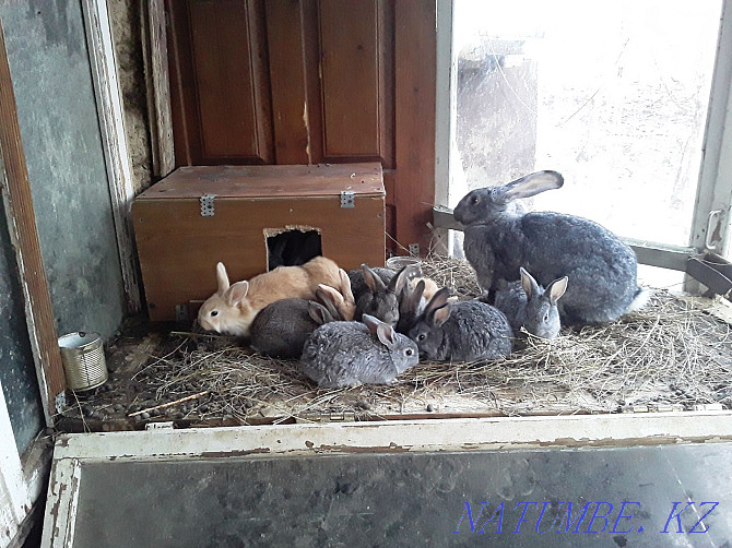 Продам кроликов на разведение Уральск - изображение 3