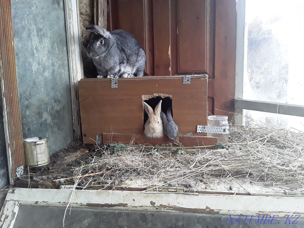 Продам кроликов на разведение Уральск - изображение 2
