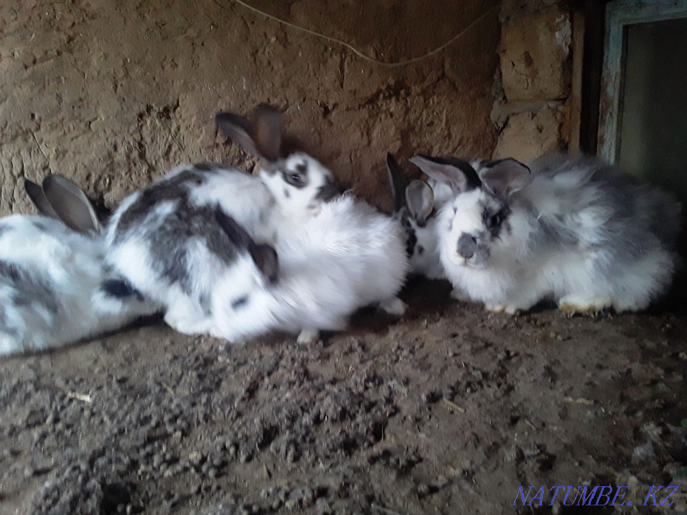 Продам кроликов на разведение Уральск - изображение 1