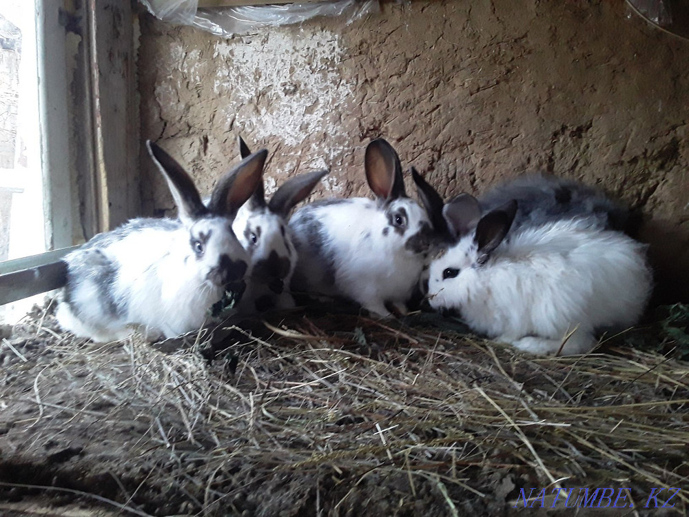 Продам кроликов на разведение Уральск - изображение 4