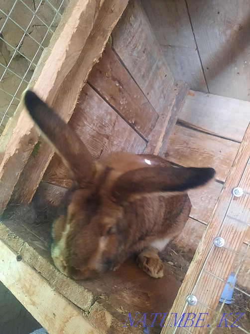 Esik, rabbits, kolifarnitsa Esik - photo 1