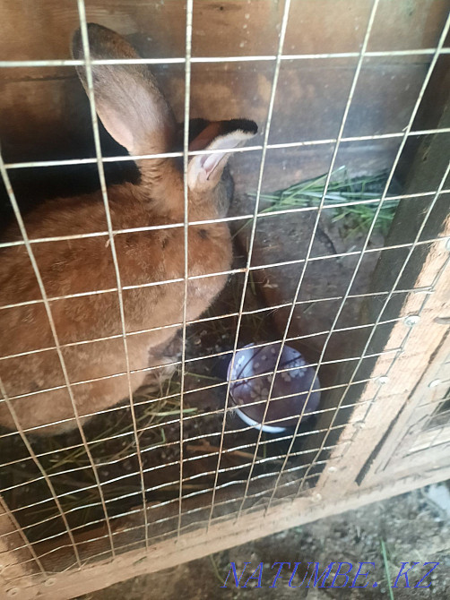 Esik, rabbits, kolifarnitsa Esik - photo 3