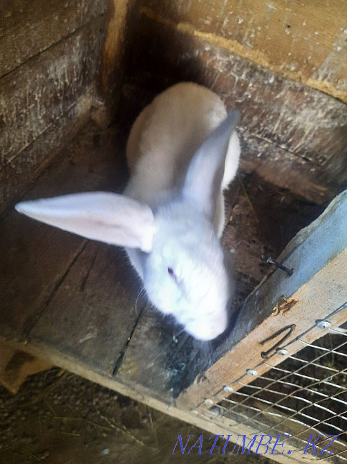 Esik, rabbits, kolifarnitsa Esik - photo 2