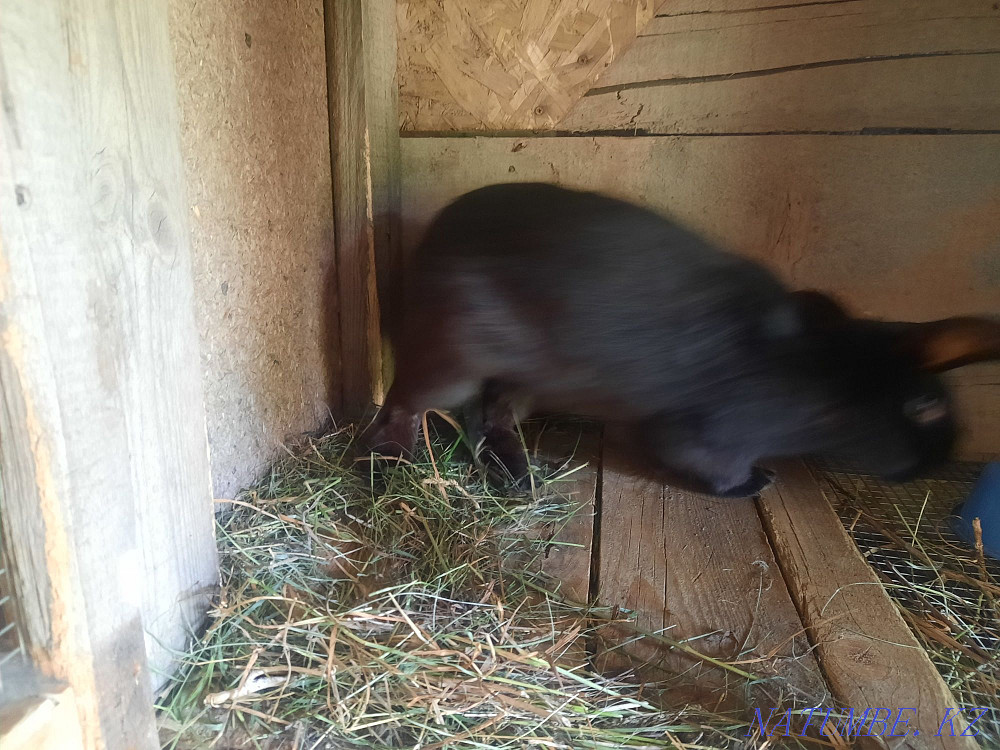 Esik, rabbits, kolifarnitsa Esik - photo 4